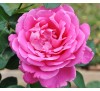Роза Пинк Пис (Pink Peace)